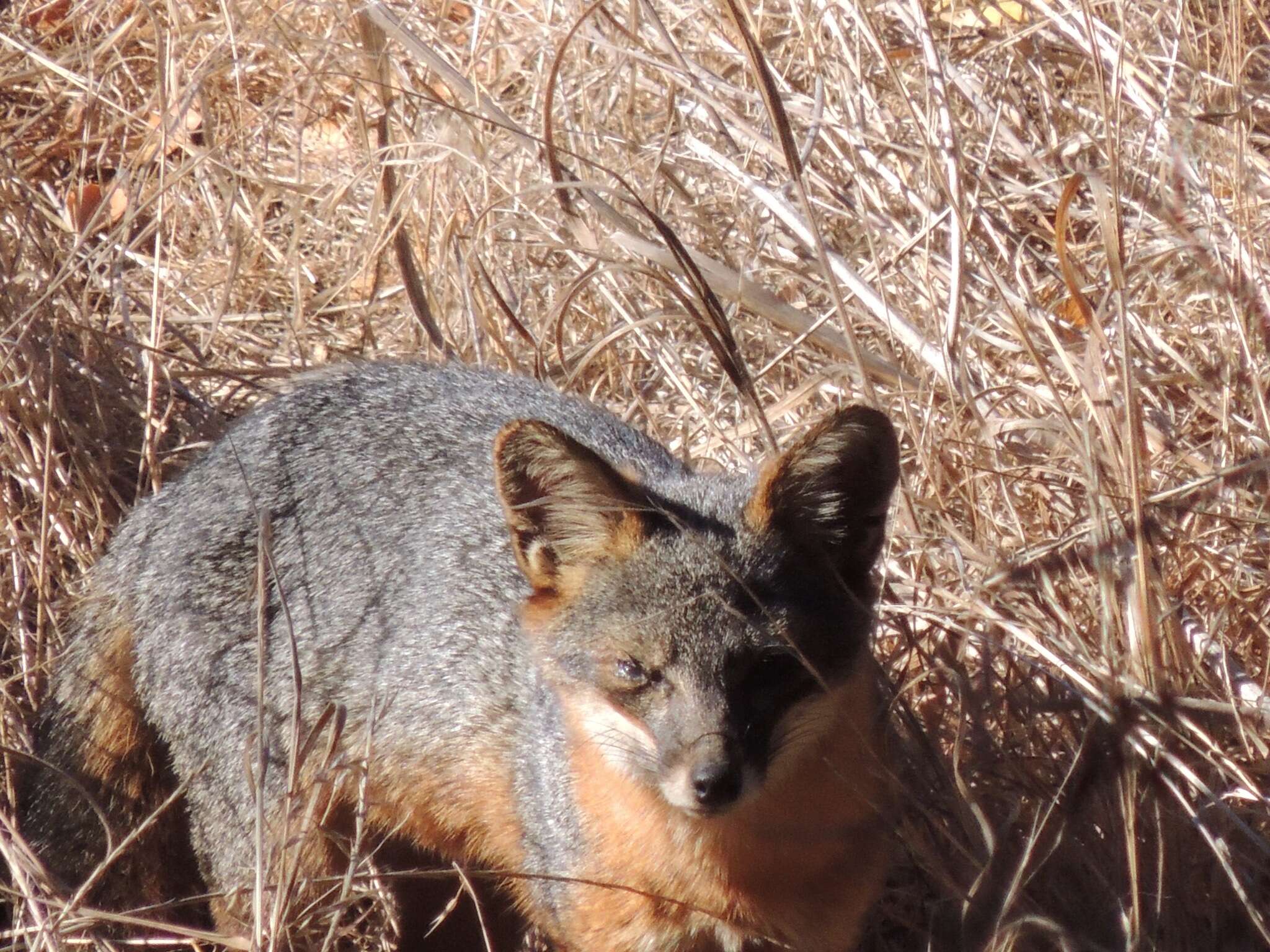 Image of California Channel Island Fox