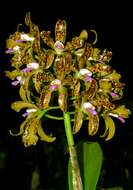 Image of Cattleya tigrina A. Rich.