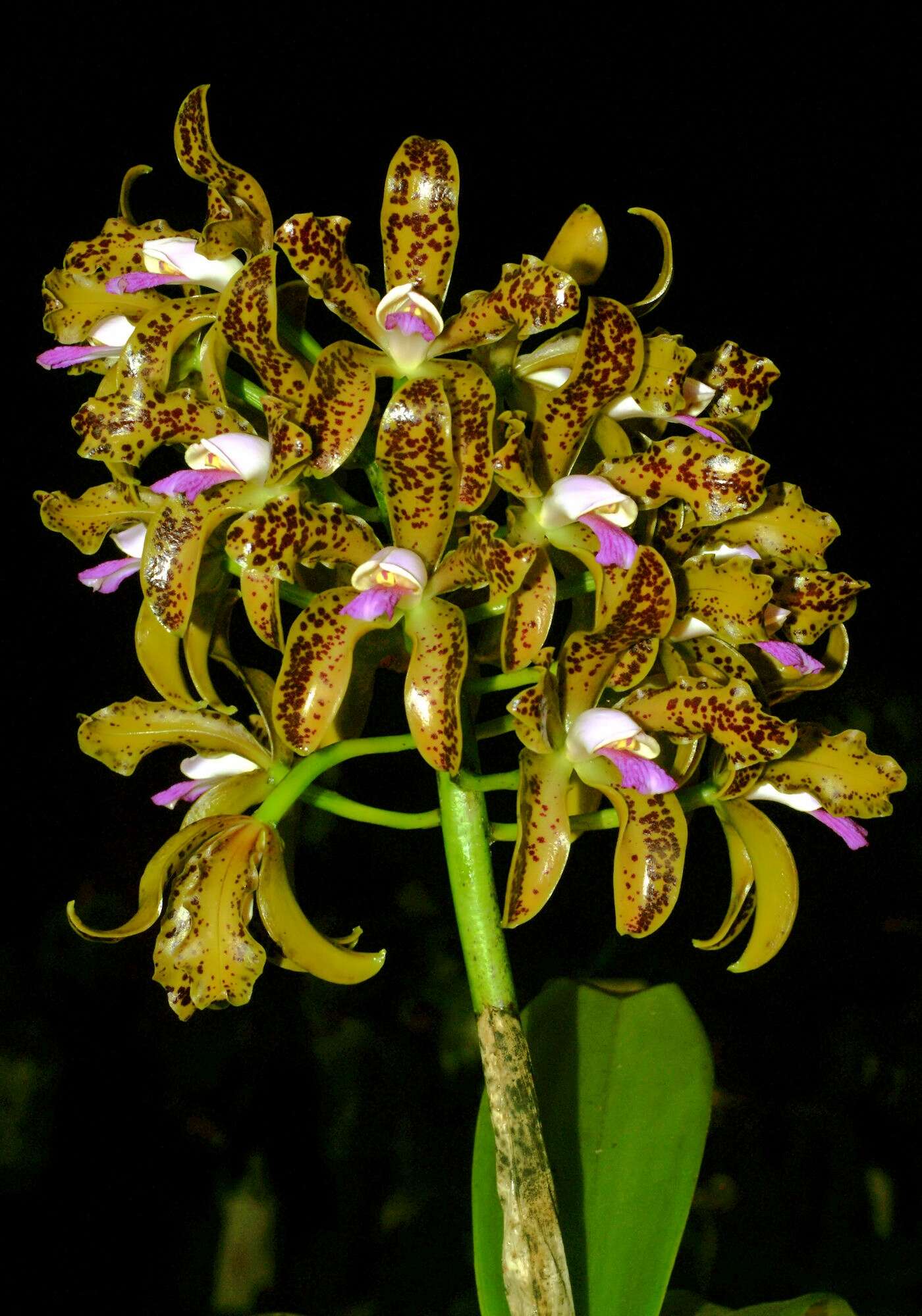 Image of Cattleya tigrina A. Rich.