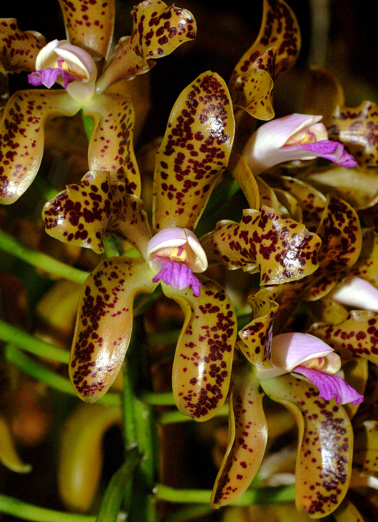 Sivun Cattleya tigrina A. Rich. kuva