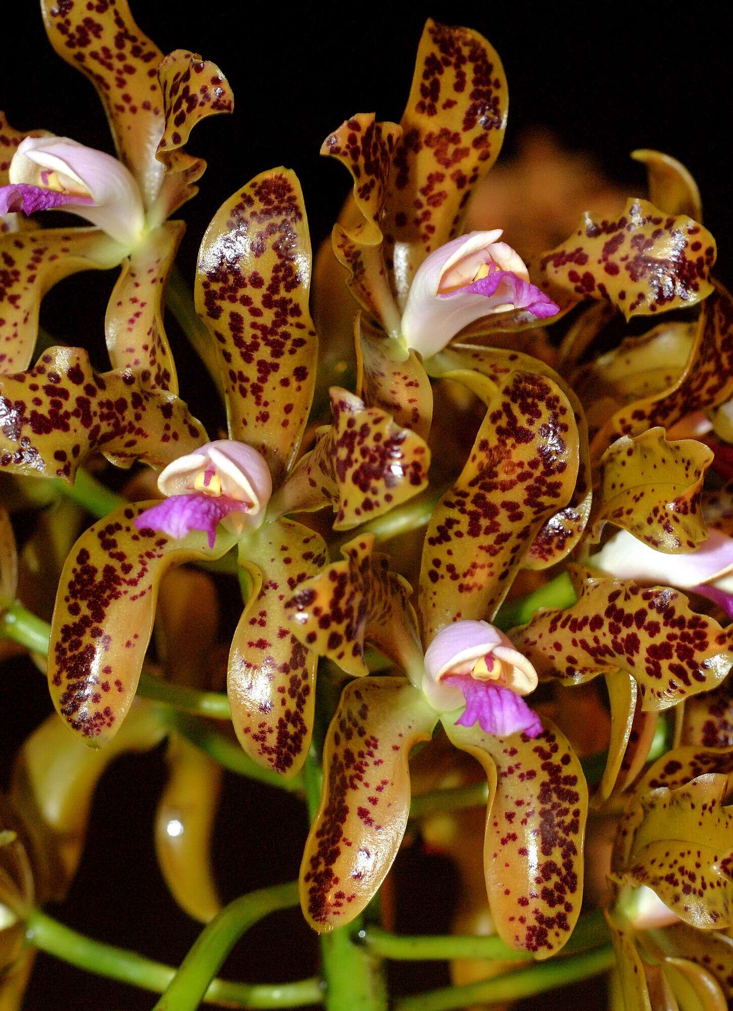 Image of Cattleya tigrina A. Rich.