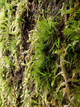 Image of dicranum moss