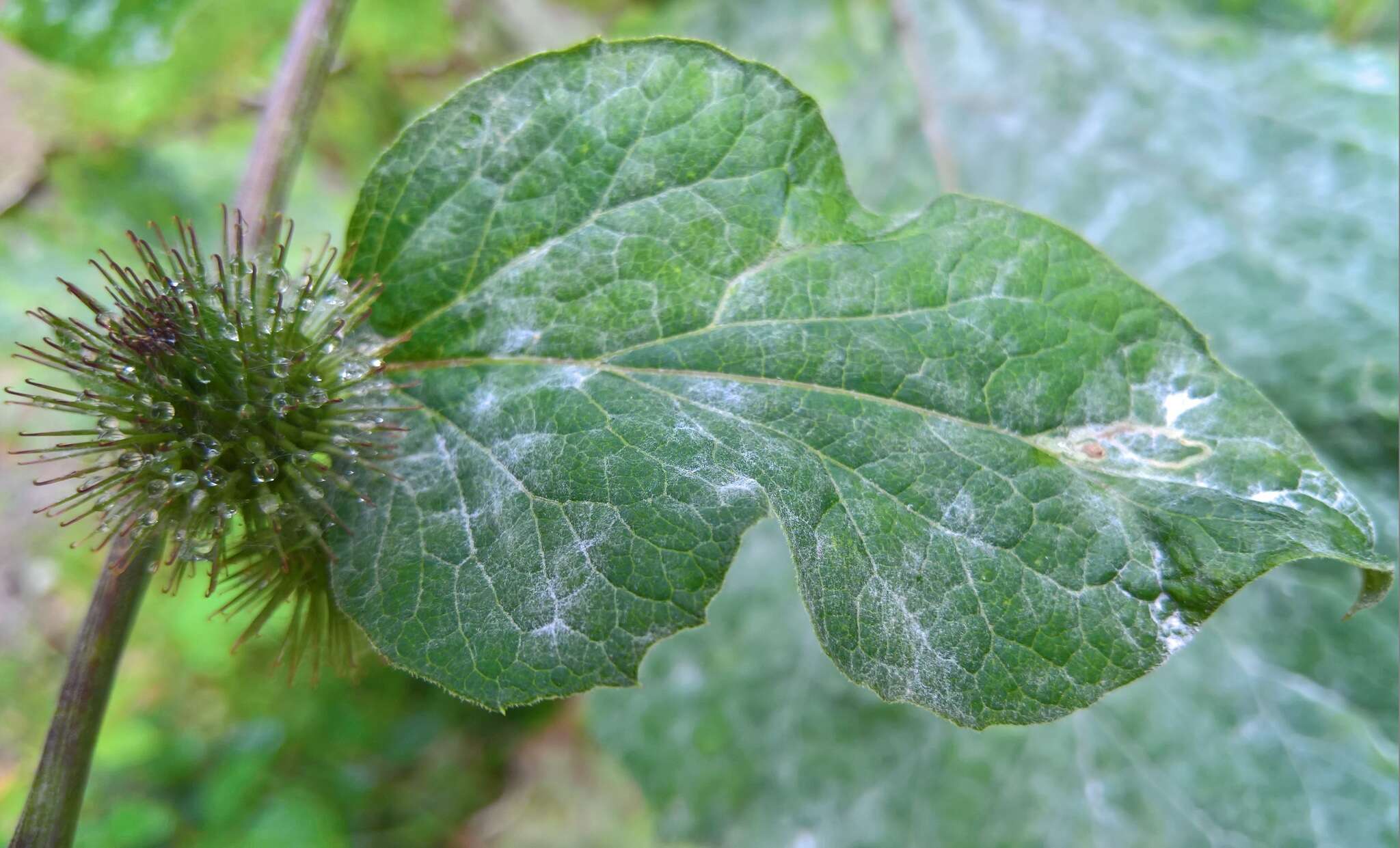 Image of Golovinomyces depressus (Wallr.) V. P. Heluta 1988