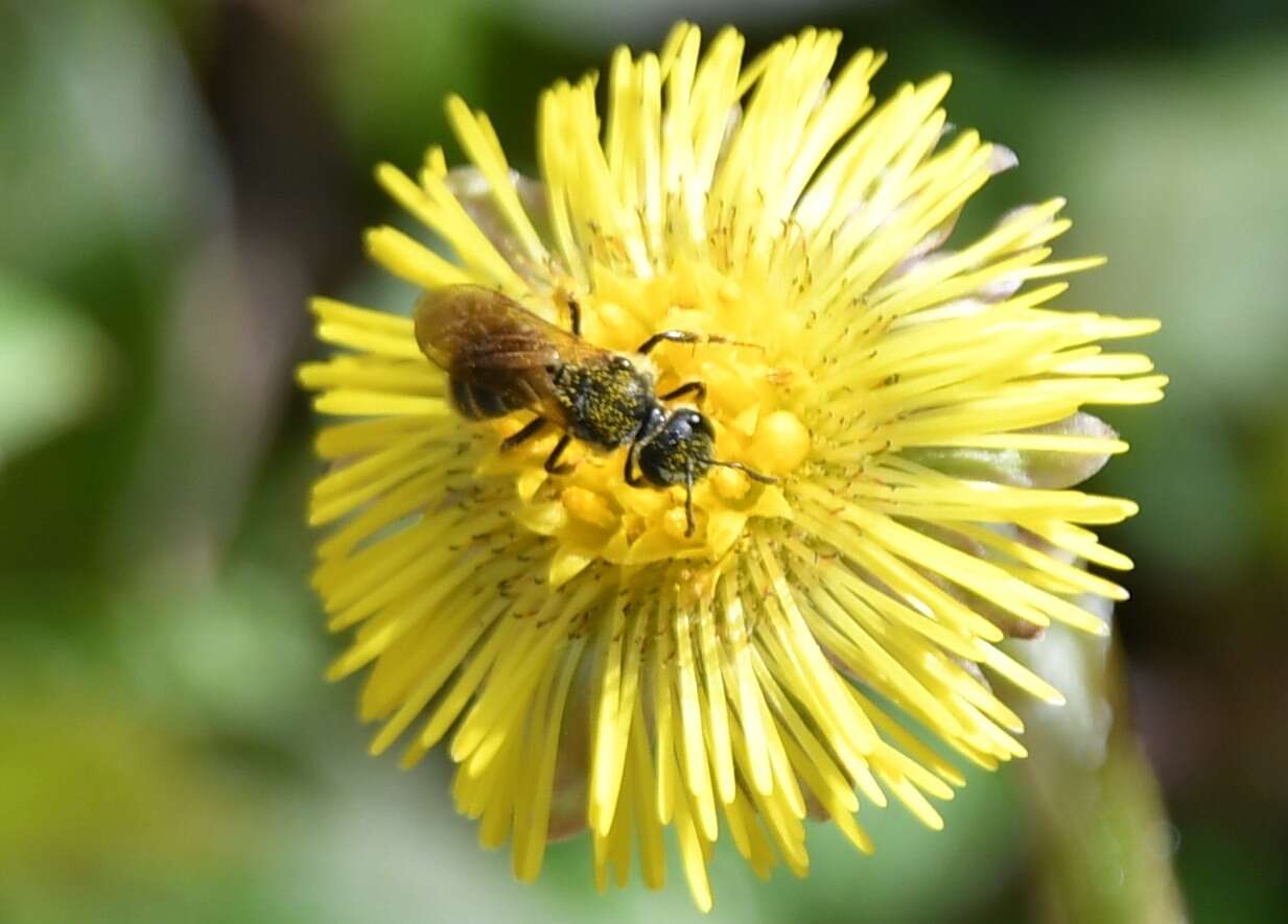 Слика од Lasioglossum quebecense (Crawford 1907)