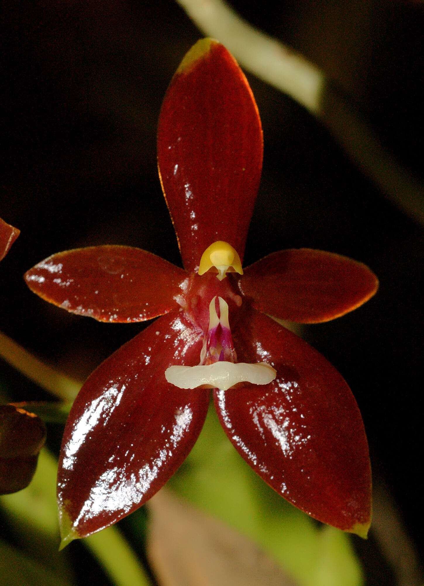 Imagem de Phalaenopsis cornu-cervi (Breda) Blume & Rchb. fil.