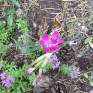 صورة Dianthus borbasii Vandas