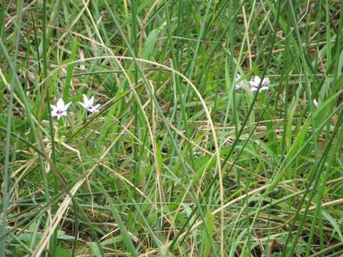 Image of Freesia laxa subsp. azurea (Goldblatt & Hutchings) Goldblatt & J. C. Manning