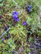 Image of Large-flowered Butterwort