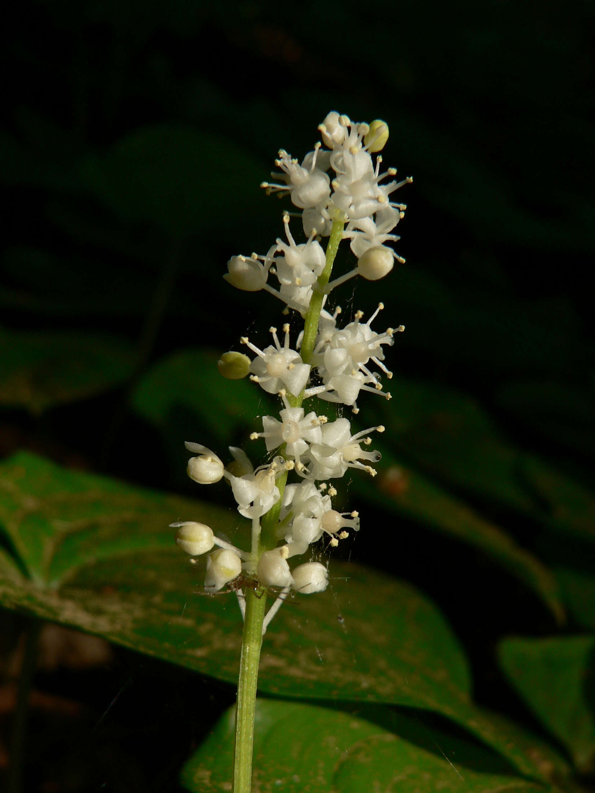 Imagem de Maianthemum dilatatum (Alph. Wood) A. Nelson & J. F. Macbr.