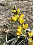 Image of California goldenbanner