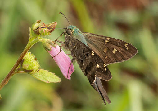 Image of Urbanus proteus domingo