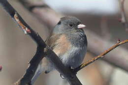 Image of Junco hyemalis mearnsi Ridgway 1897