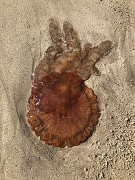 Image of sea nettle