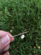 Marasmius graminum (Lib.) Berk. 1860的圖片