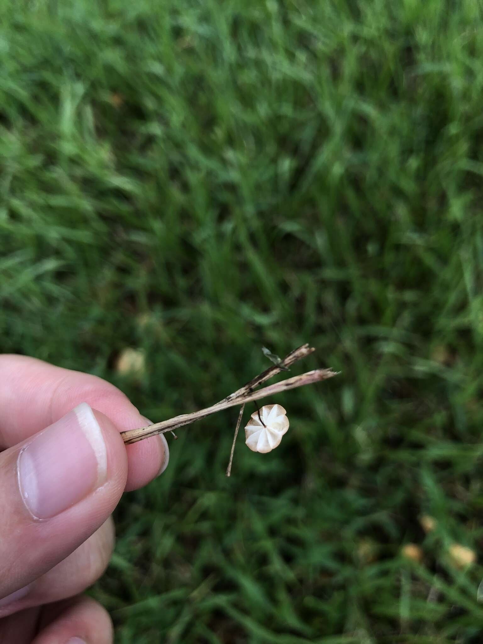 Marasmius graminum (Lib.) Berk. 1860 resmi