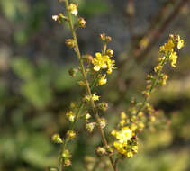 Imagem de Agrimonia eupatoria subsp. eupatoria