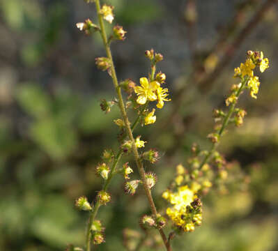 Image of Agrimonia eupatoria subsp. eupatoria