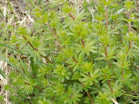 Image of White bedstraw