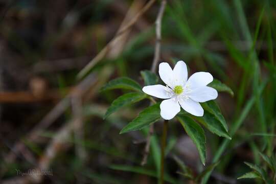 Plancia ëd Anemone trifolia subsp. albida (Mariz) Ulbr.