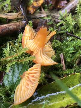 Image of Hygrocybe insipida (J. E. Lange) M. M. Moser 1967