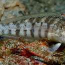 Image of Nosestripe grubfish