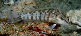 Image of Nosestripe grubfish