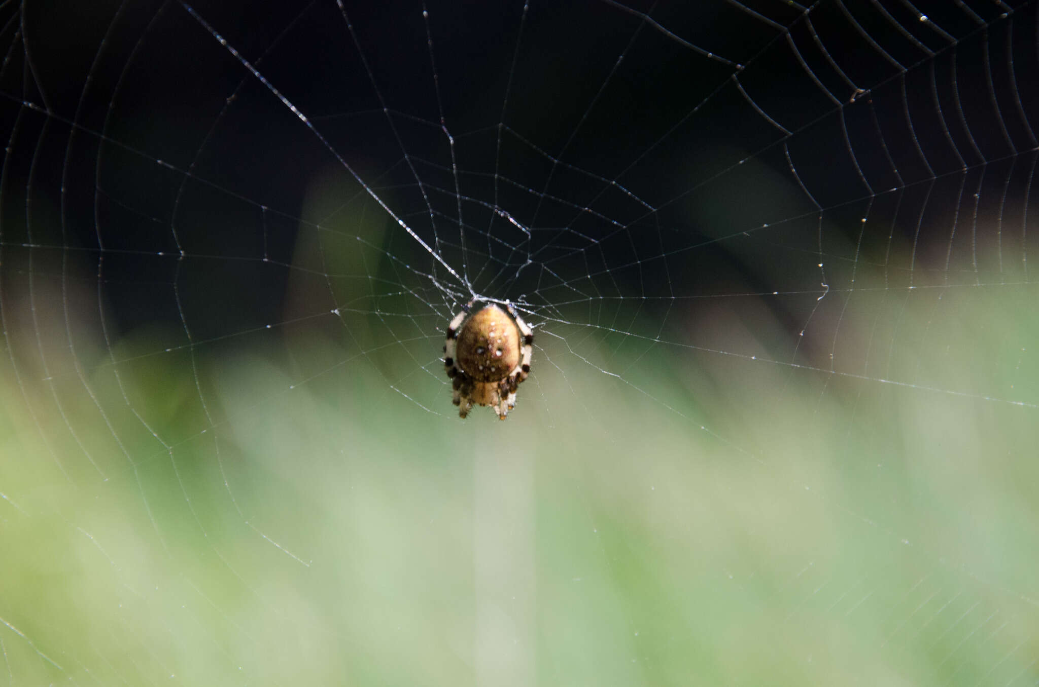 Image of Shamrock Orbweaver