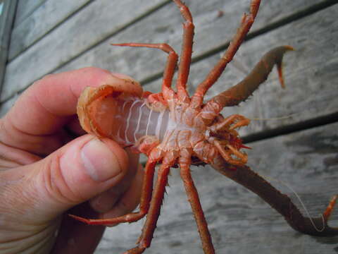 Image of rugose squat lobster