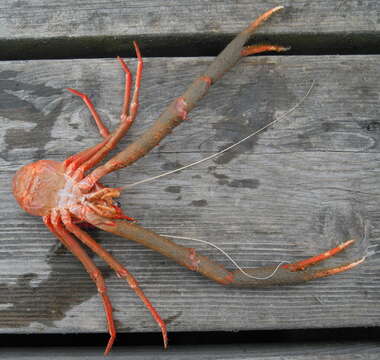 Image of rugose squat lobster