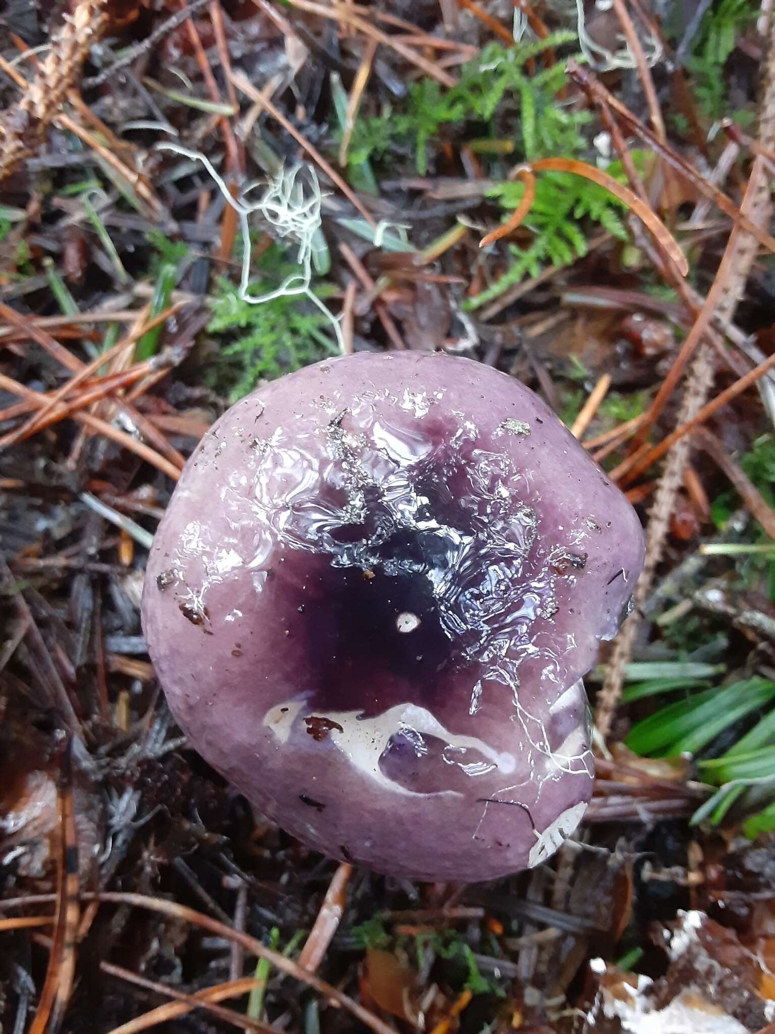 صورة Russula murrillii Burl. 1913