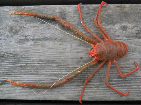 Image of rugose squat lobster