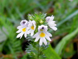 Слика од Euphrasia stricta D. Wolff ex J. F. Lehm.