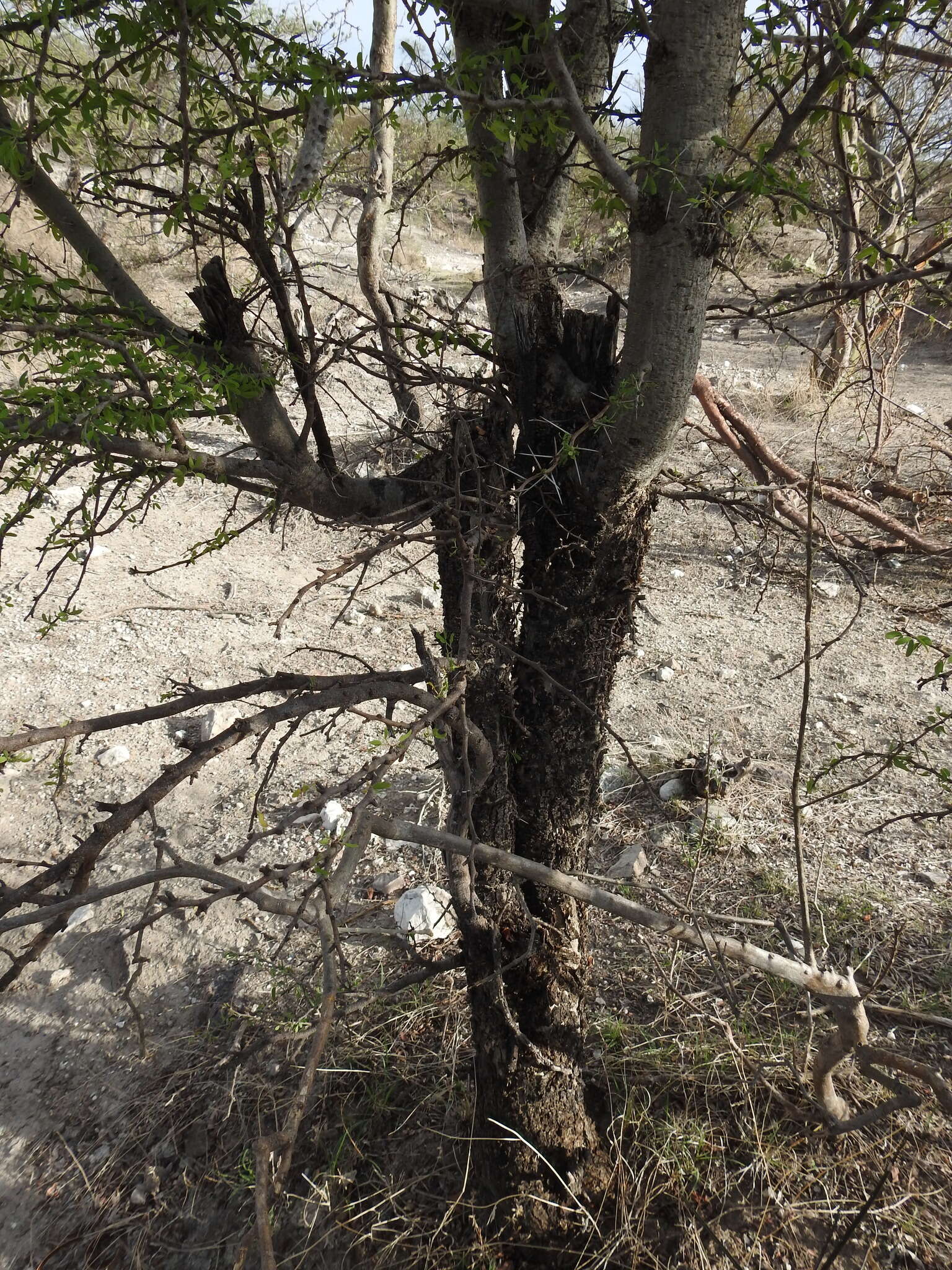 Image of Vachellia bilimekii (J. Macbr.) Seigler & Ebinger