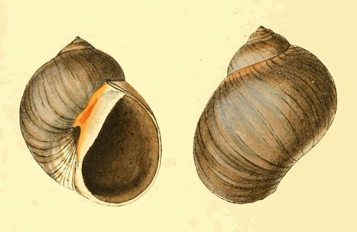 Image of Conuber sordidum (Swainson 1821)