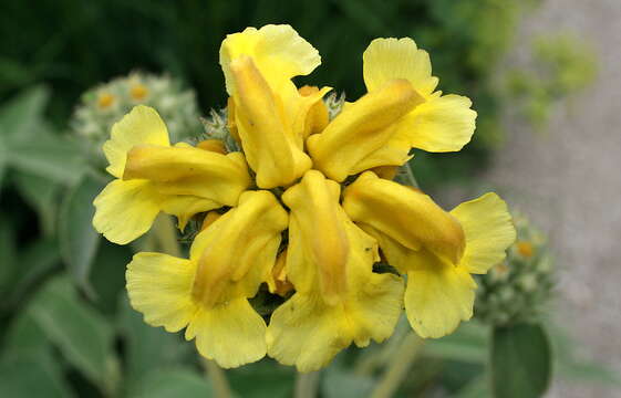 Image of shrubby Jerusalem sage