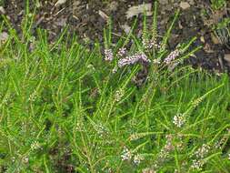 Image of Cornish heath