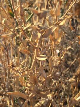 Image of Thurber's sandpaper plant