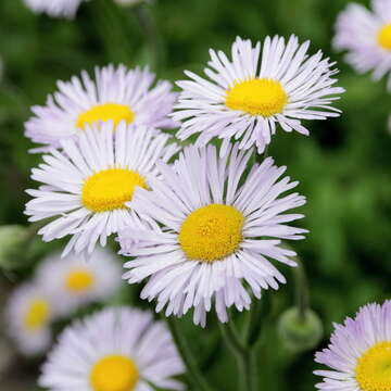 Слика од Erigeron formosissimus Greene