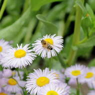 Слика од Erigeron formosissimus Greene