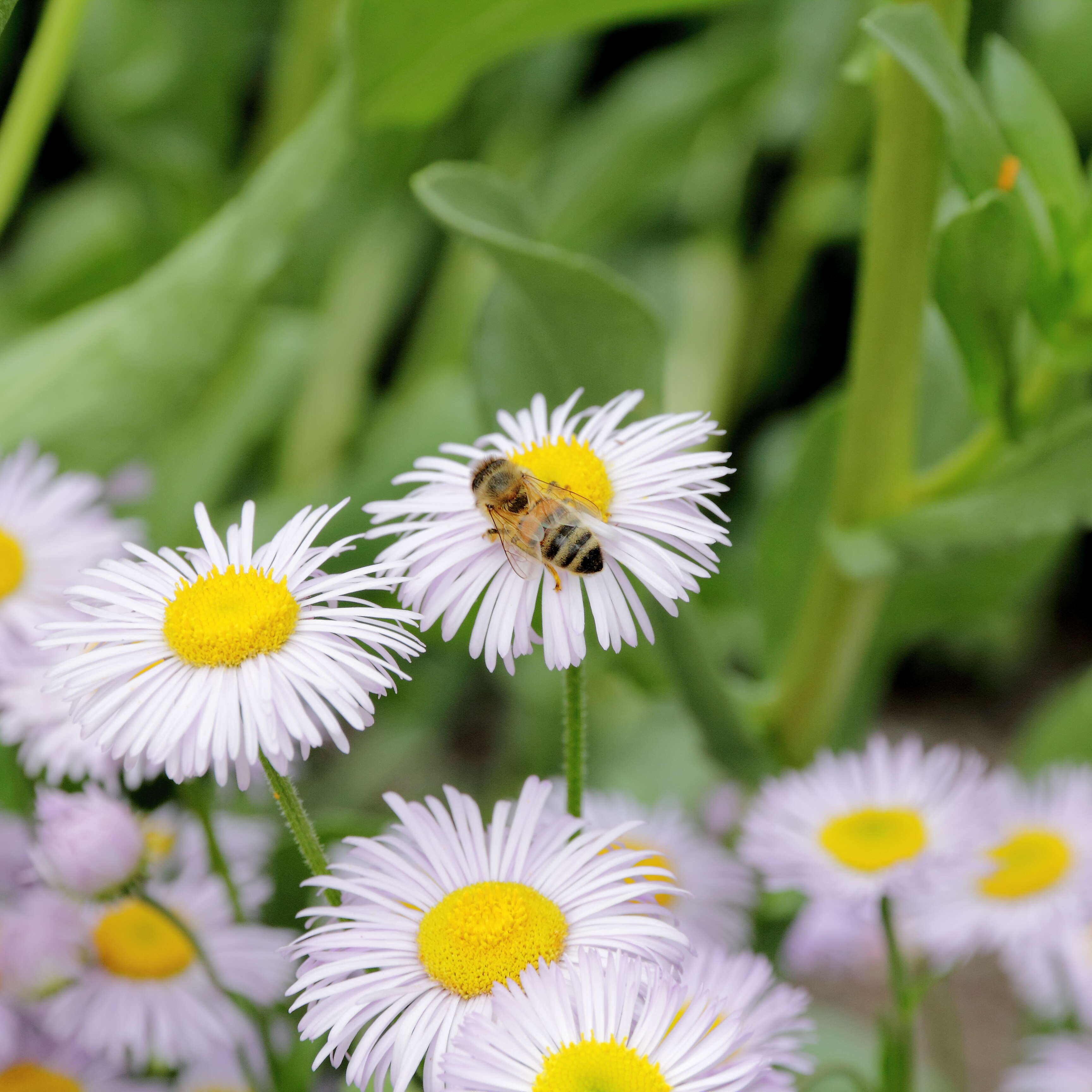 Слика од Erigeron formosissimus Greene