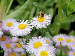 Слика од Erigeron formosissimus Greene