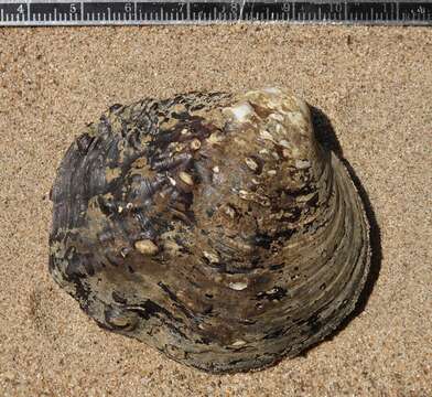 Image of Rough Maple Leaf Pearly Mussel