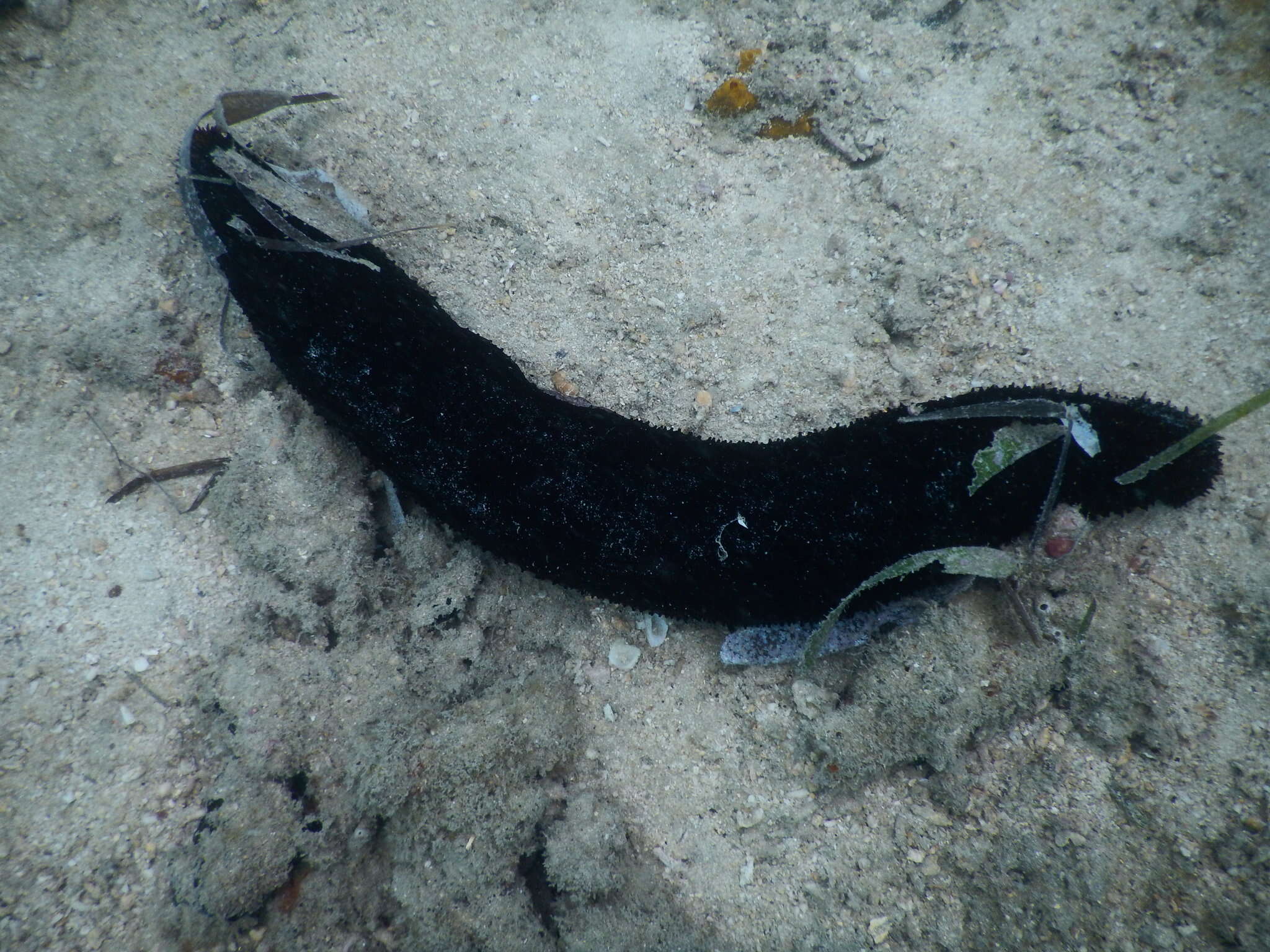 Holothuria subgen. Mertensiothuria Deichmann 1958 resmi