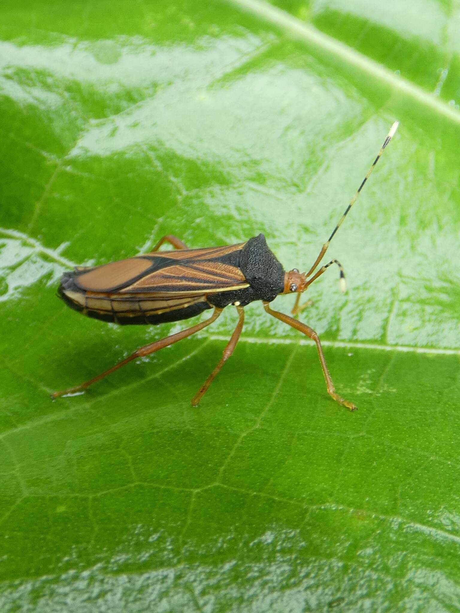 Plancia ëd Anasa nigricollis Stål 1870