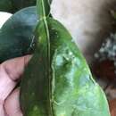 Image of Citrus leafminer