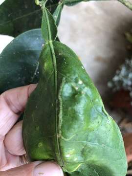 Image of Citrus leafminer