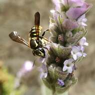 Image of Paranthidium gabbii (Cresson 1878)