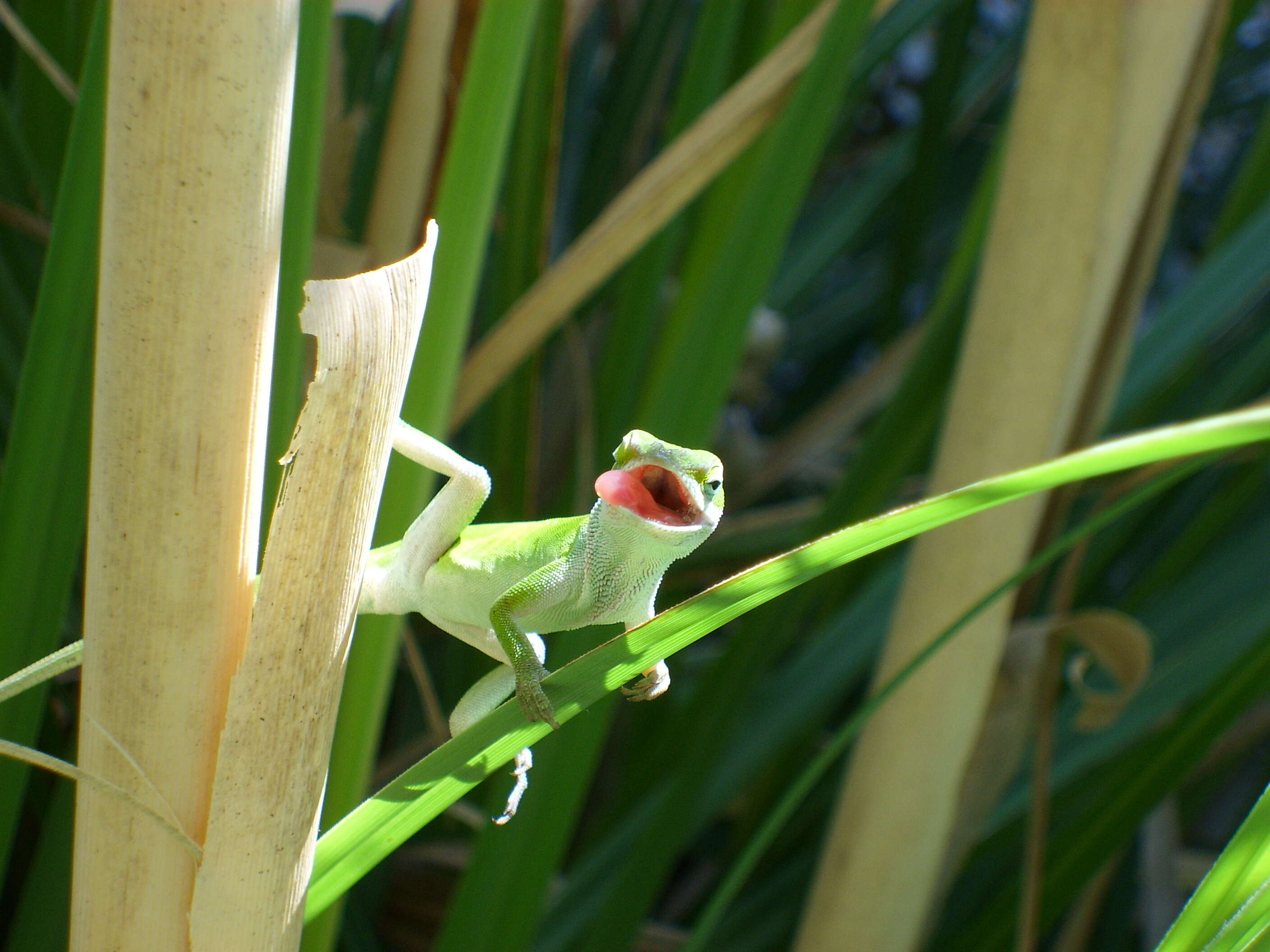 Sivun Anolis carolinensis Voigt 1832 kuva