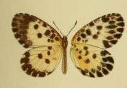 Image of Pentila maculata (Kirby 1887)