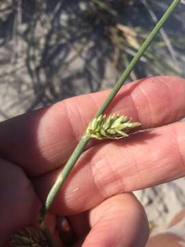 Image of bristly lovegrass